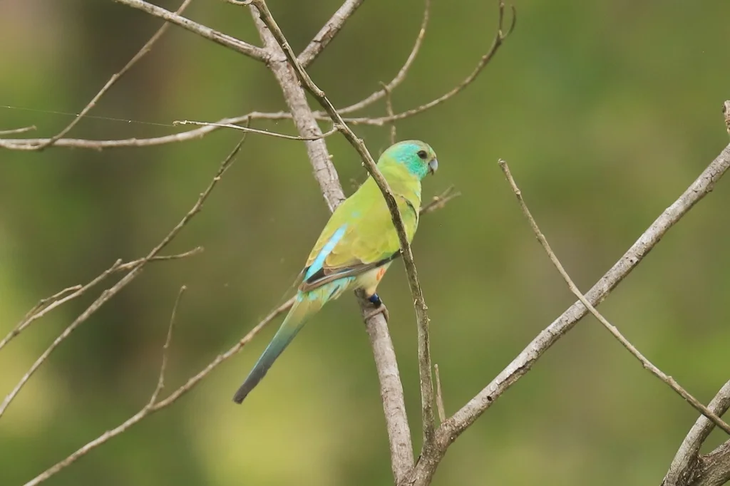 金肩鹦鹉(Psephotellus chrysopterygius)