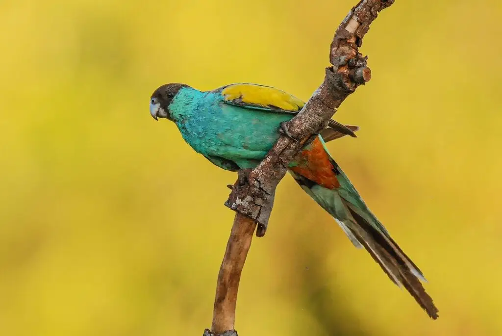 黑冠鹦鹉(Psephotellus dissimilis)
