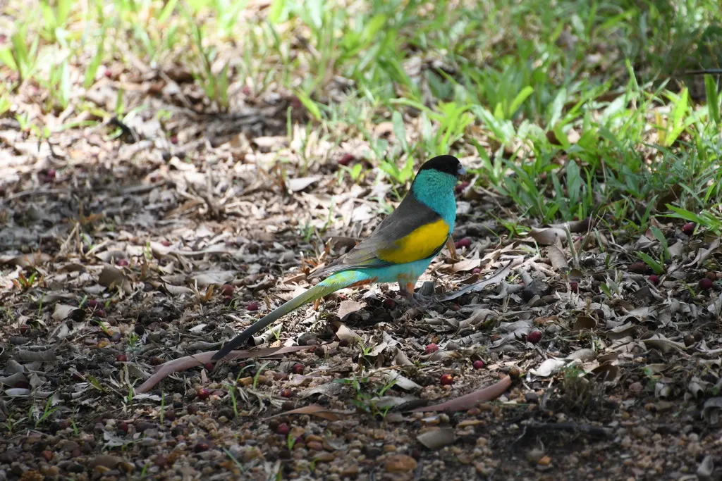 黑冠鹦鹉(Psephotellus dissimilis)