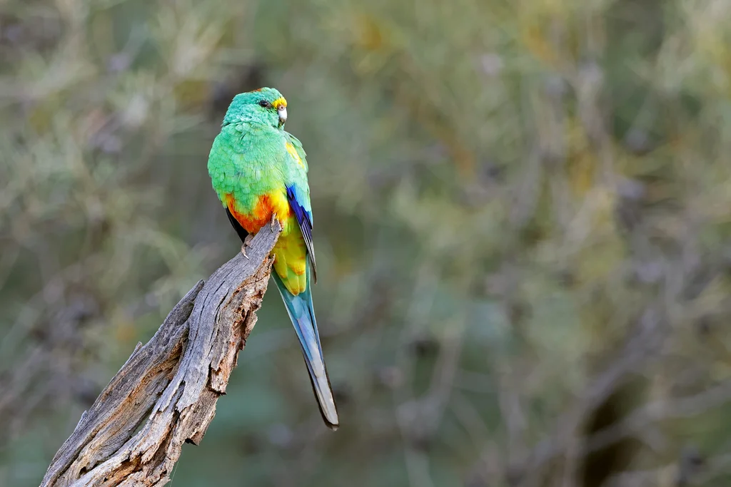 穆加鹦鹉(Psephotellus varius)