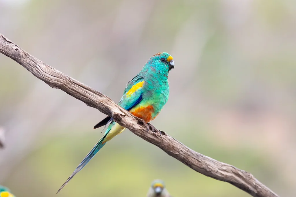 穆加鹦鹉(Psephotellus varius)