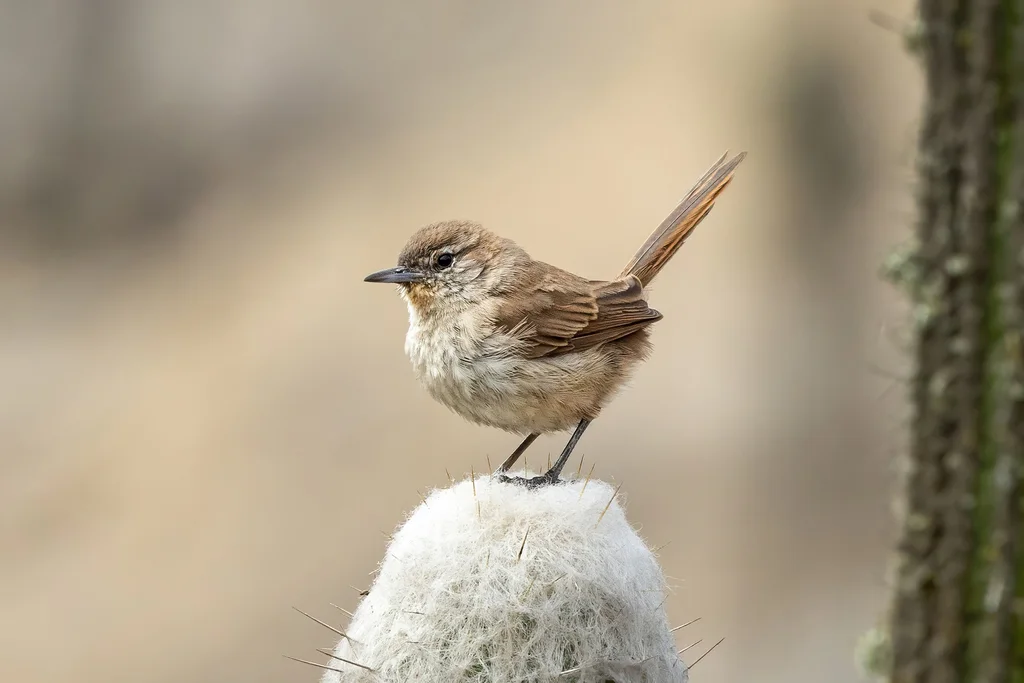 仙人掌卡纳灶鸟(Pseudasthenes cactorum)