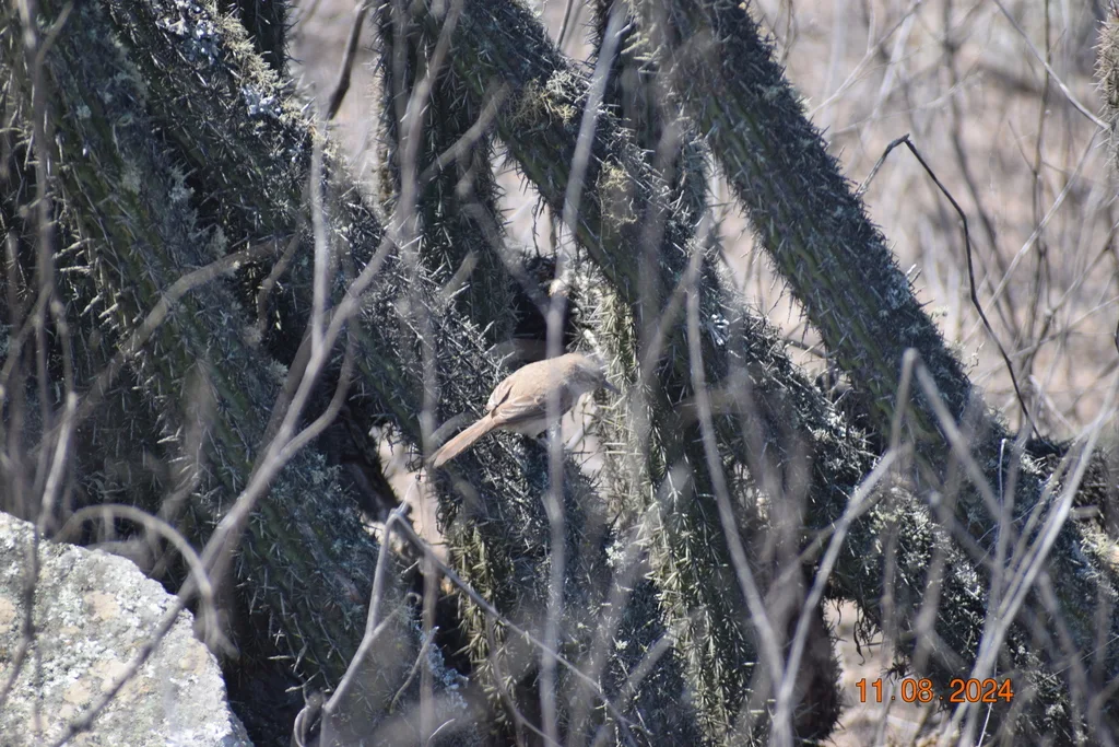 仙人掌卡纳灶鸟(Pseudasthenes cactorum)