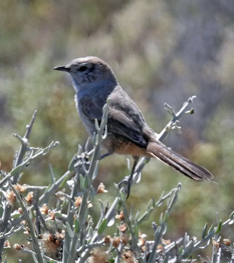 南美卡纳灶鸟(Pseudasthenes patagonica)