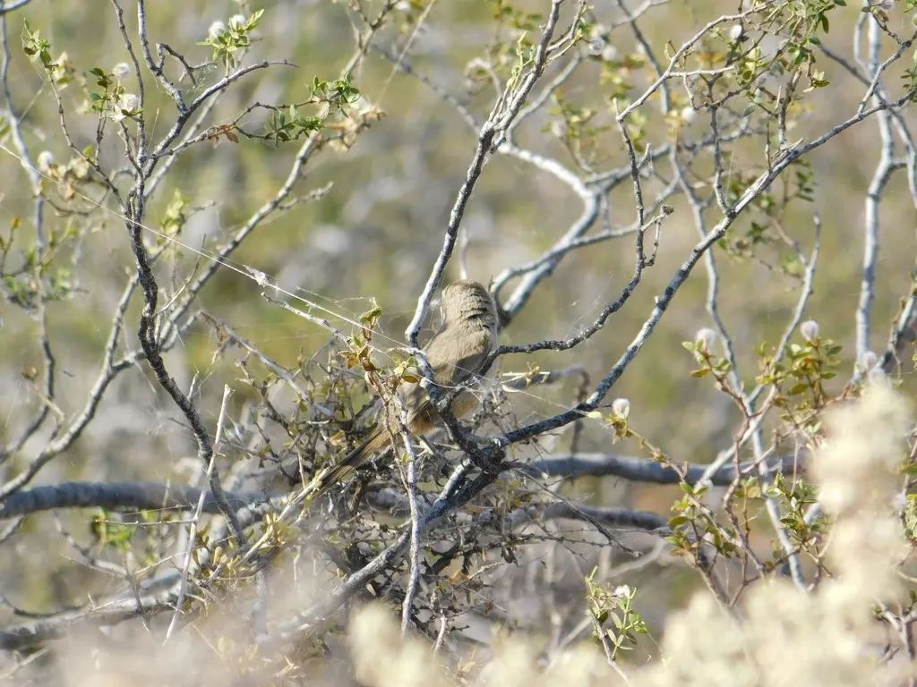 南美卡纳灶鸟(Pseudasthenes patagonica)