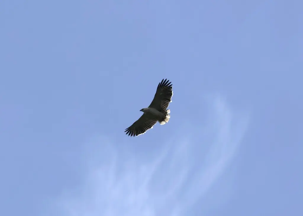 披风南美鵟(Pseudastur polionotus)