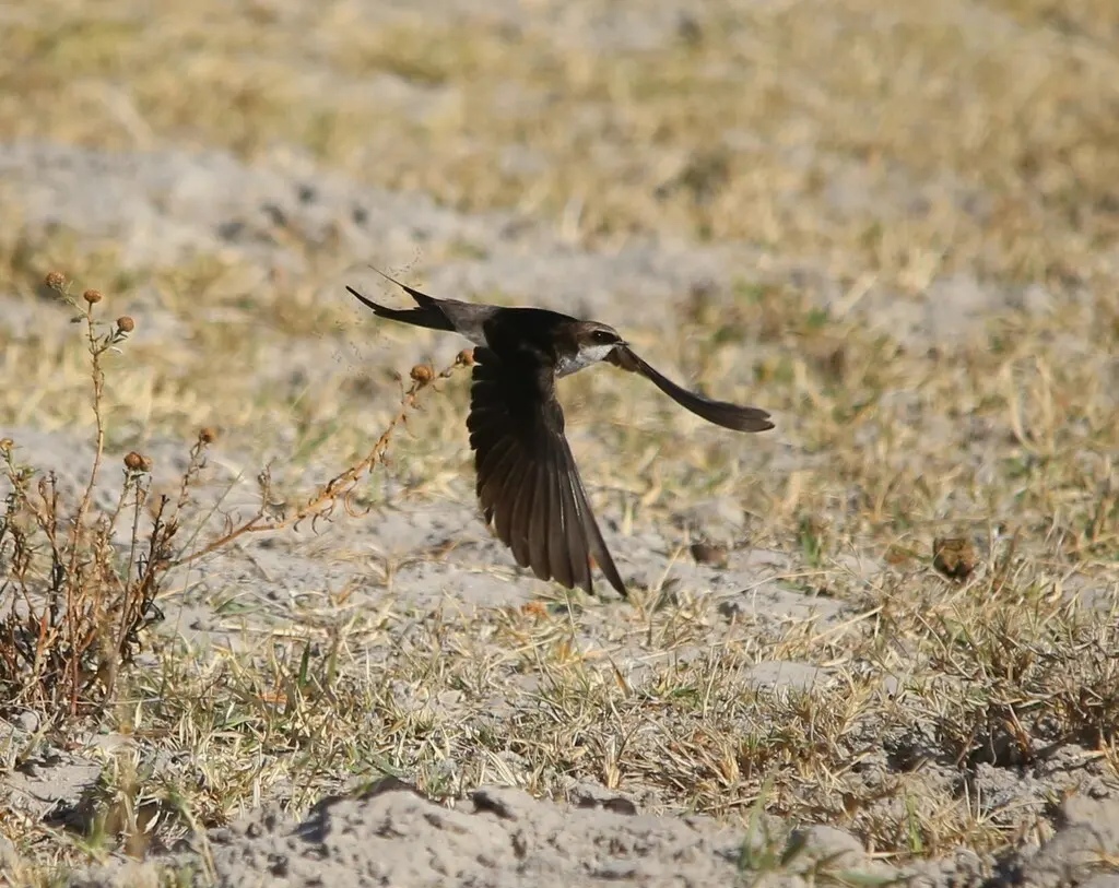 灰腰燕(Pseudhirundo griseopyga)