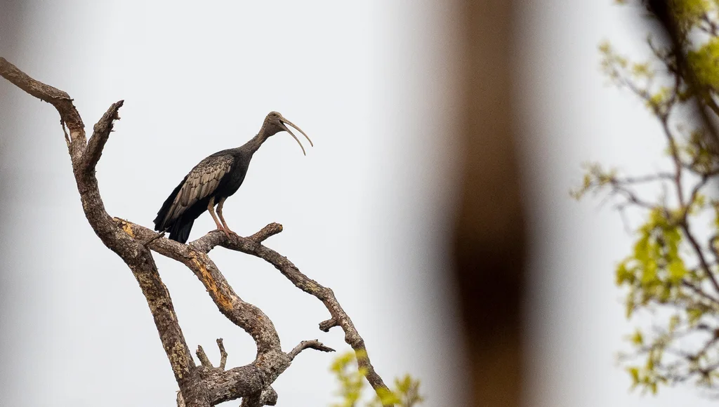 巨鹮(Pseudibis gigantea)