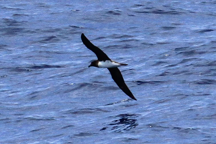 钩嘴圆尾鹱(Pseudobulweria rostrata)