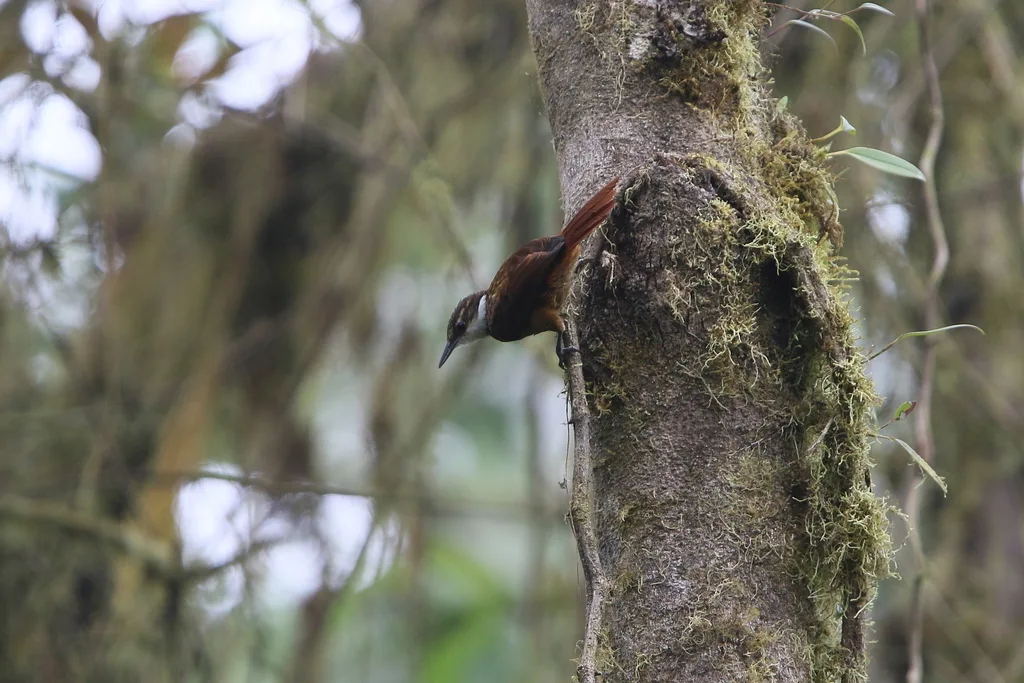 条纹簇颊灶鸫(Pseudocolaptes boissonneautii)