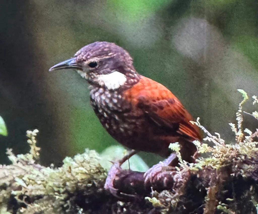 太平洋簇颊灶鸫(Pseudocolaptes johnsoni)