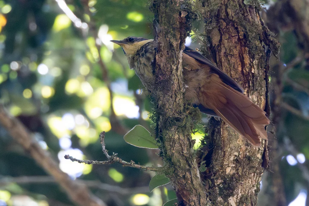 黄簇颊灶鸫（Pseudocolaptes lawrencii）