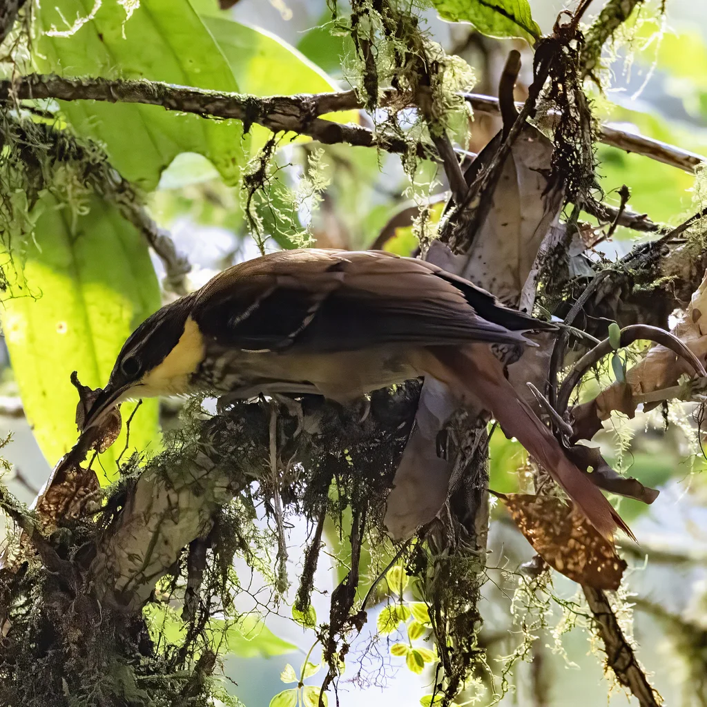黄簇颊灶鸫（Pseudocolaptes lawrencii）