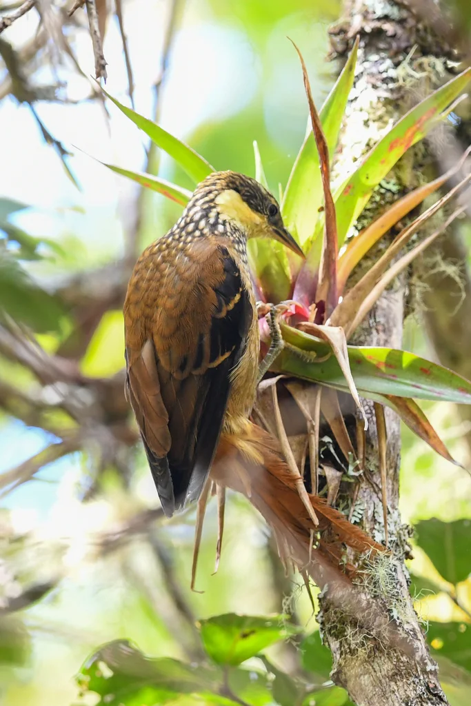 黄簇颊灶鸫（Pseudocolaptes lawrencii）