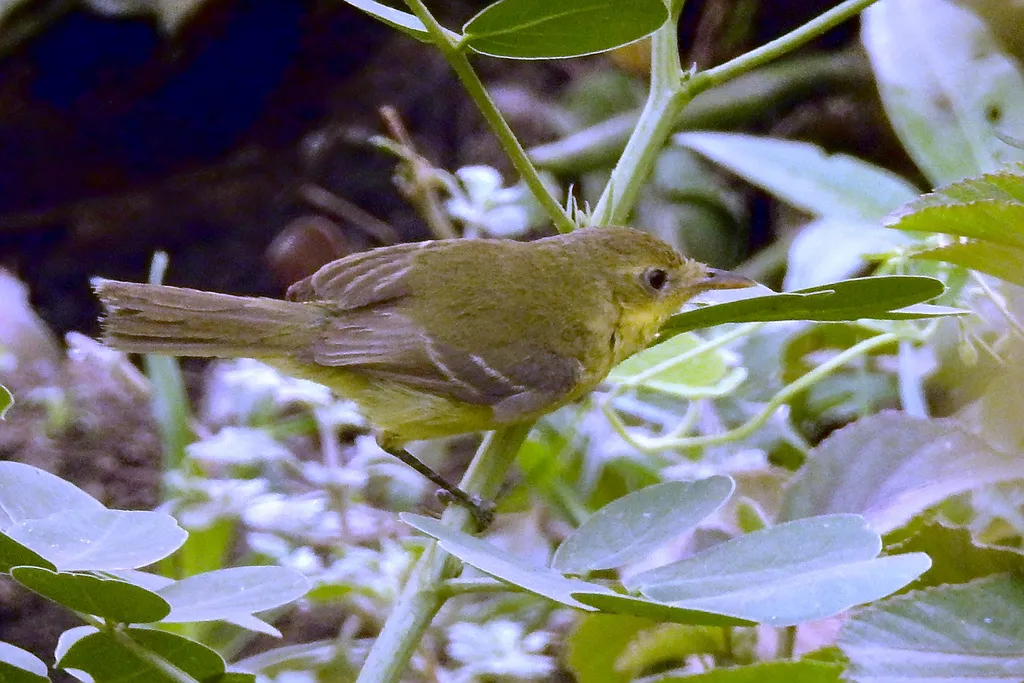 亚热带多拉霸鹟(Pseudocolopteryx acutipennis)
