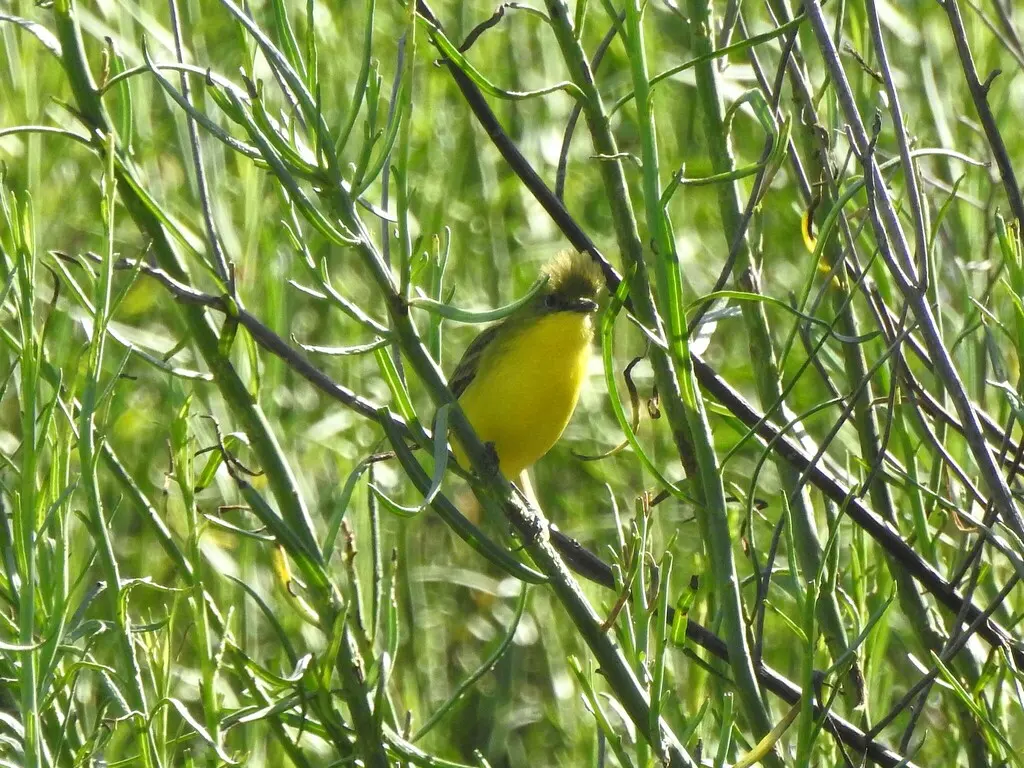 亚热带多拉霸鹟(Pseudocolopteryx acutipennis)