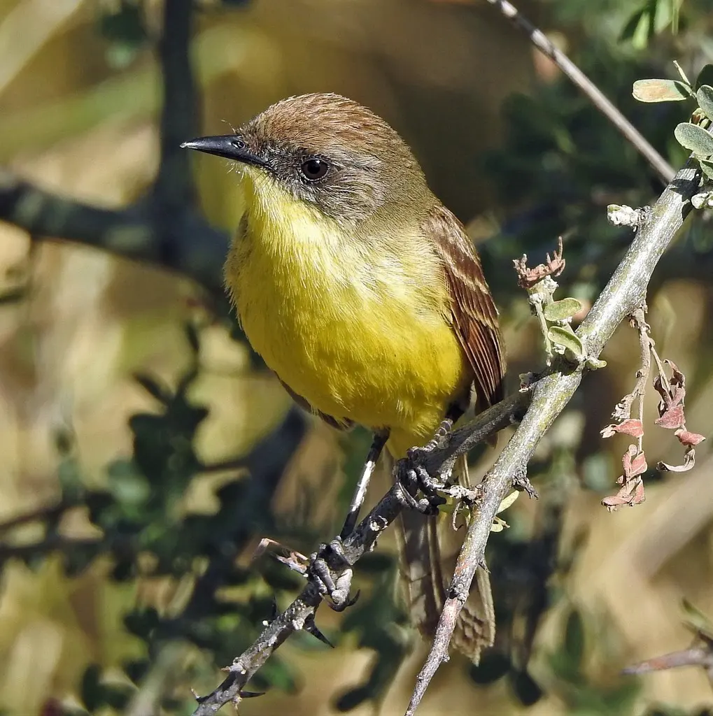 滴答多拉霸鹟(Pseudocolopteryx citreola)