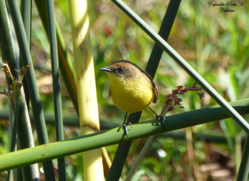 滴答多拉霸鹟(Pseudocolopteryx citreola)
