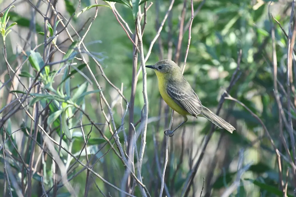 南美多拉霸鹟(Pseudocolopteryx dinelliana)