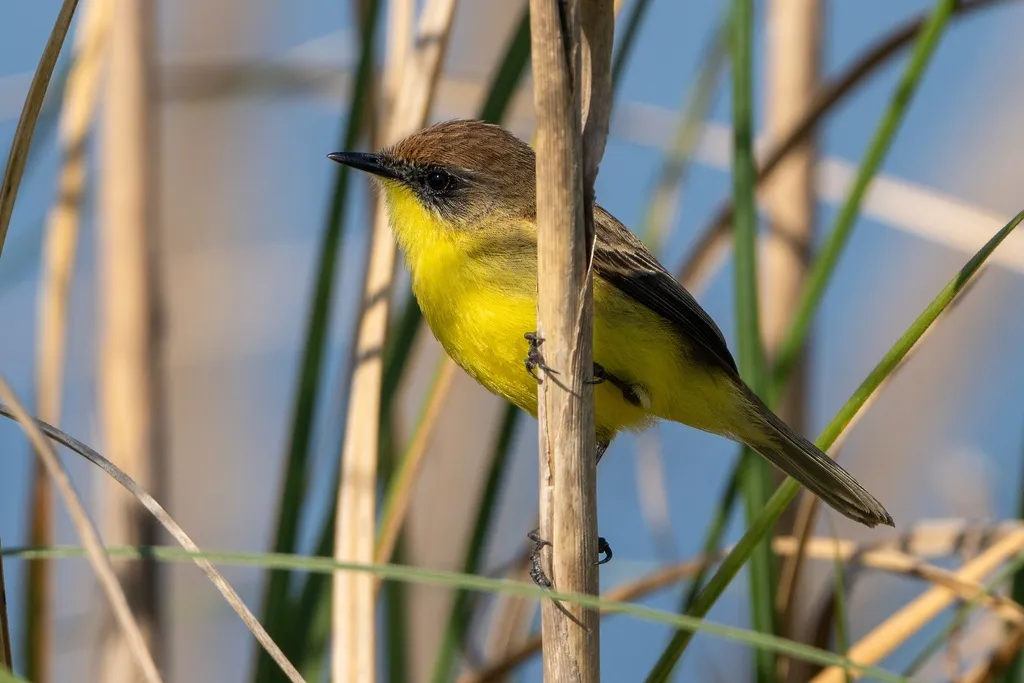 拟莺多拉霸鹟(Pseudocolopteryx flaviventris)
