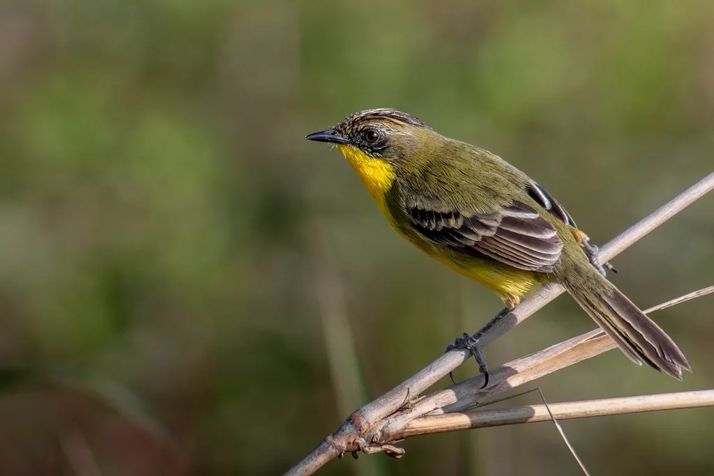 冠多拉霸鹟(Pseudocolopteryx sclateri)