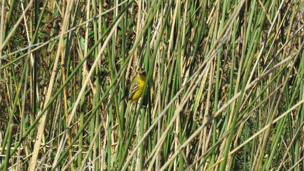 冠多拉霸鹟(Pseudocolopteryx sclateri)