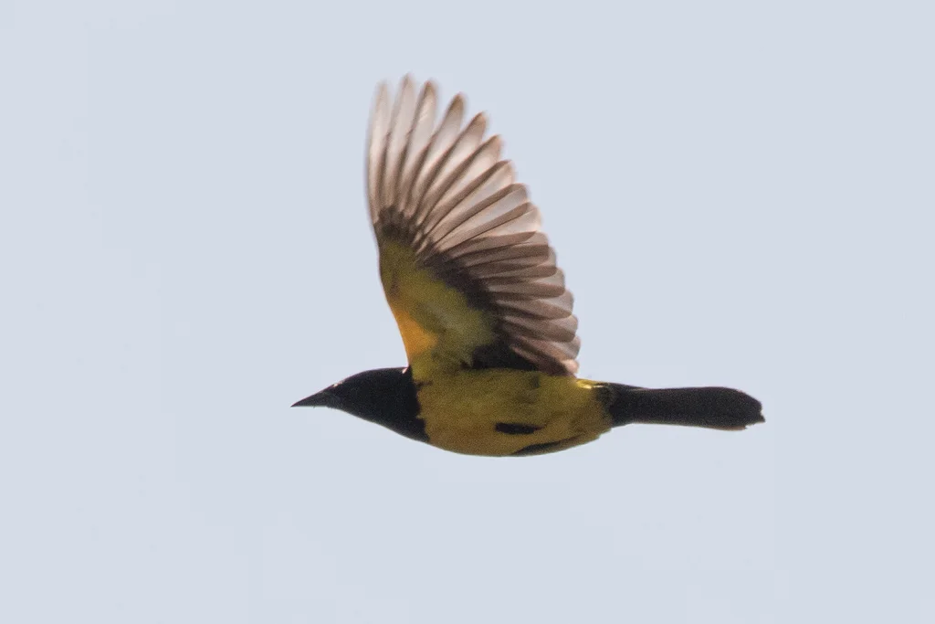 黄腰沼泽雀(Pseudoleistes guirahuro)