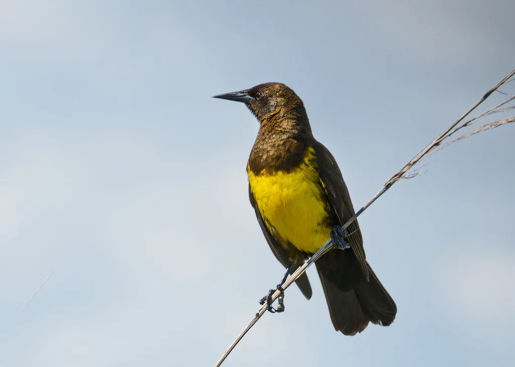 褐黄沼泽雀(Pseudoleistes virescens)
