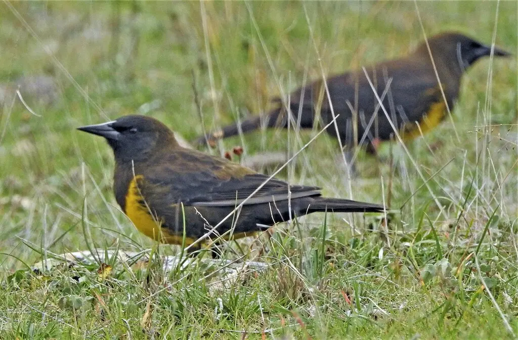 褐黄沼泽雀(Pseudoleistes virescens)