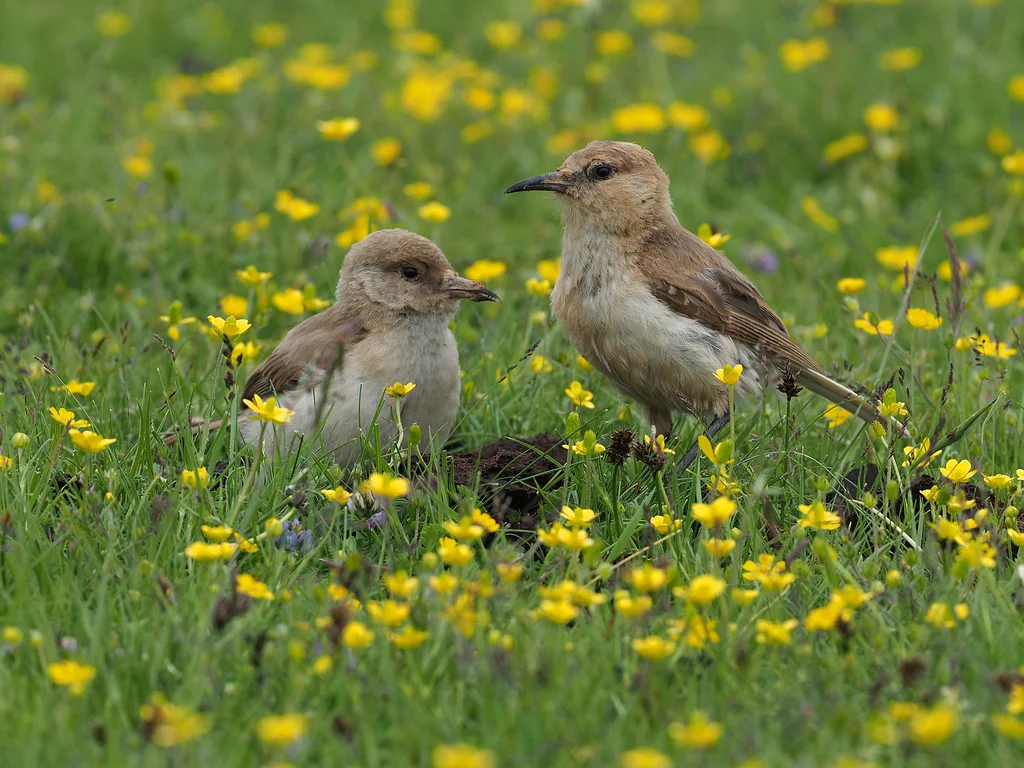 地山雀(Pseudopodoces humilis)