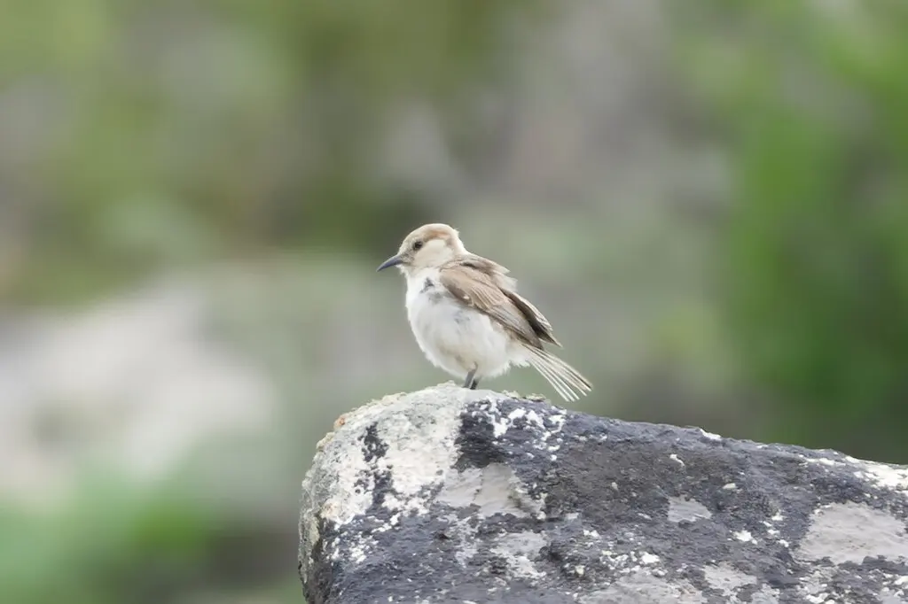地山雀(Pseudopodoces humilis)
