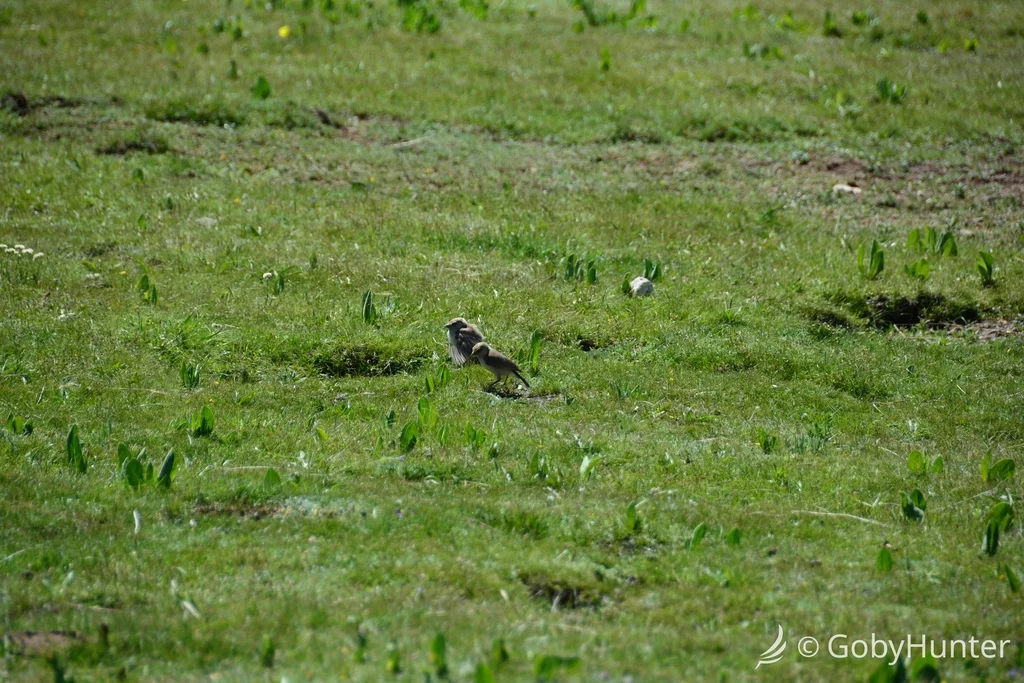 地山雀(Pseudopodoces humilis)