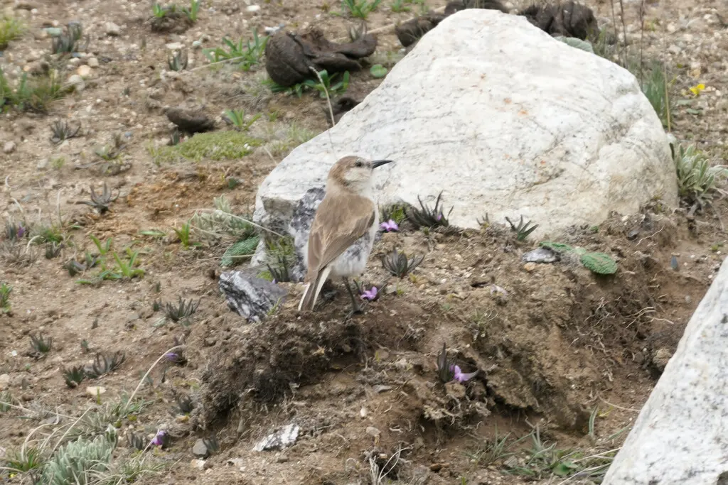 地山雀(Pseudopodoces humilis)