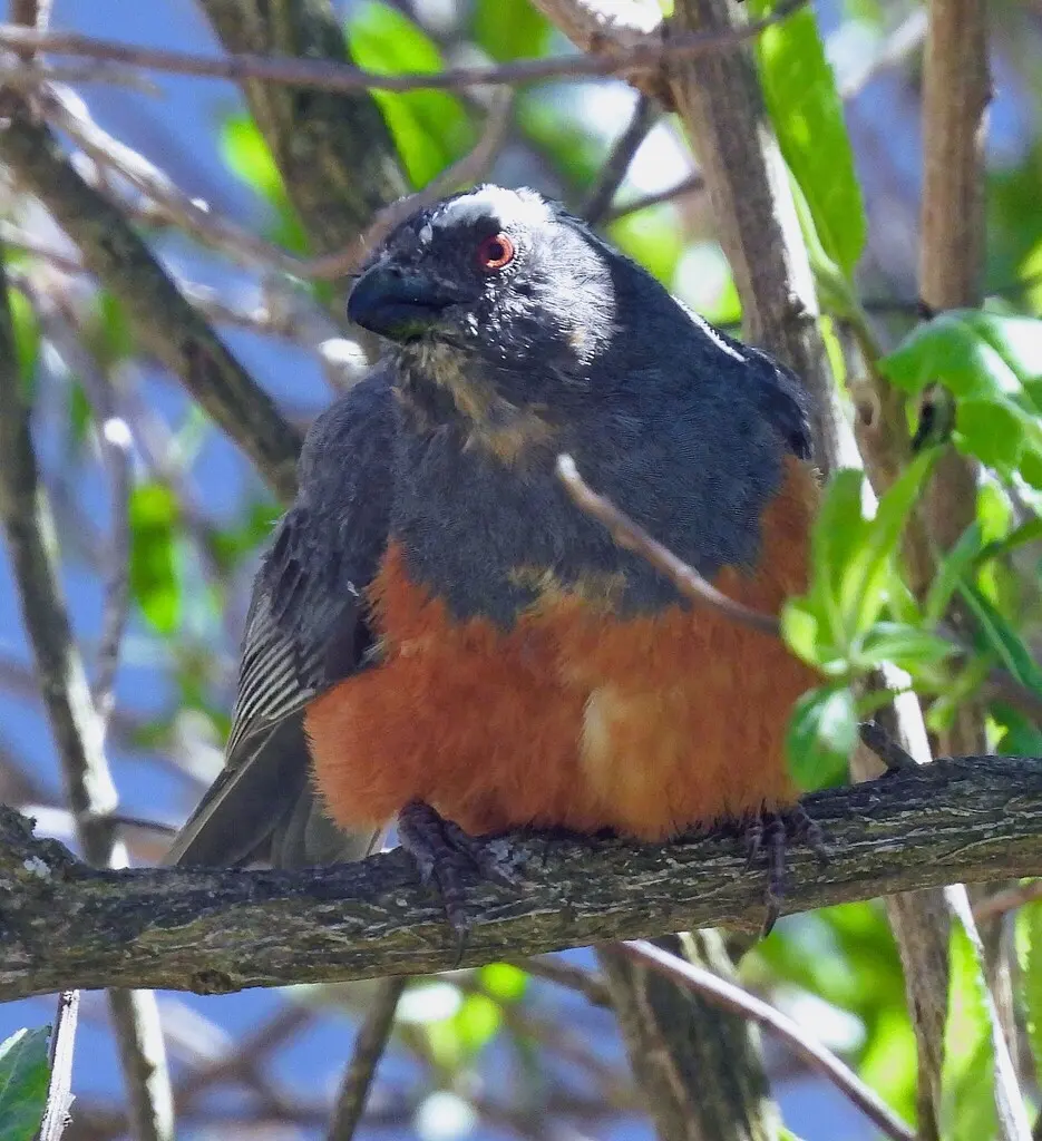 棕腹舞雀（Pseudosaltator rufiventris）