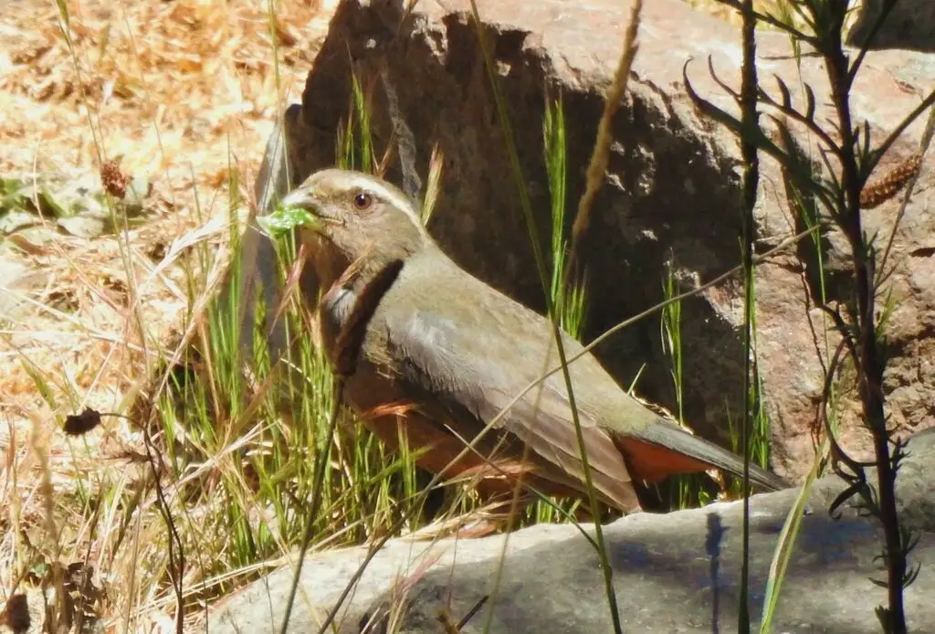 棕腹舞雀（Pseudosaltator rufiventris）