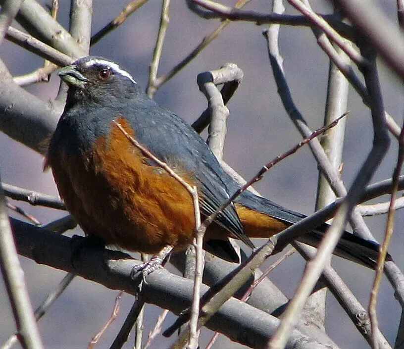 棕腹舞雀（Pseudosaltator rufiventris）