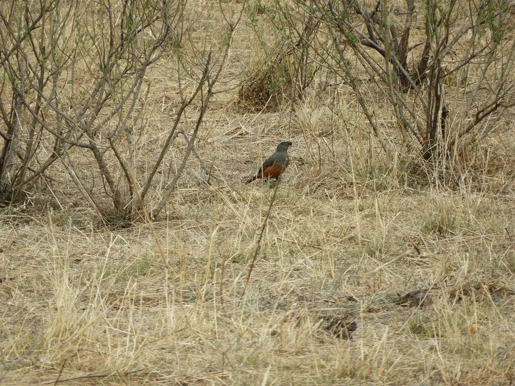 棕腹舞雀（Pseudosaltator rufiventris）