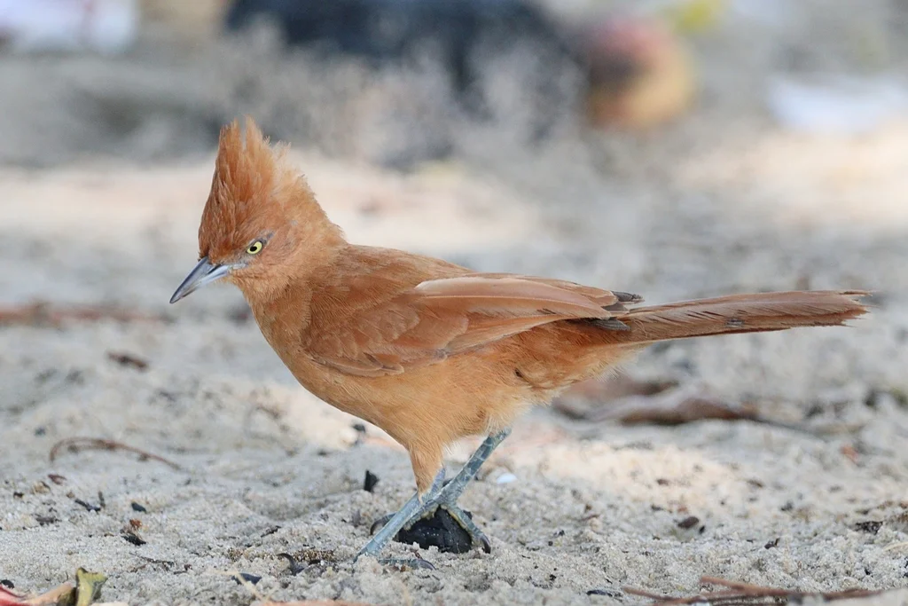 棕巨灶鸫(Pseudoseisura cristata)