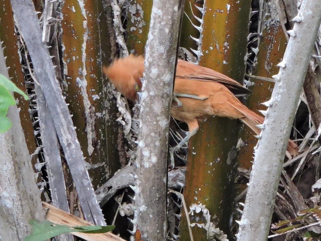 棕巨灶鸫(Pseudoseisura cristata)