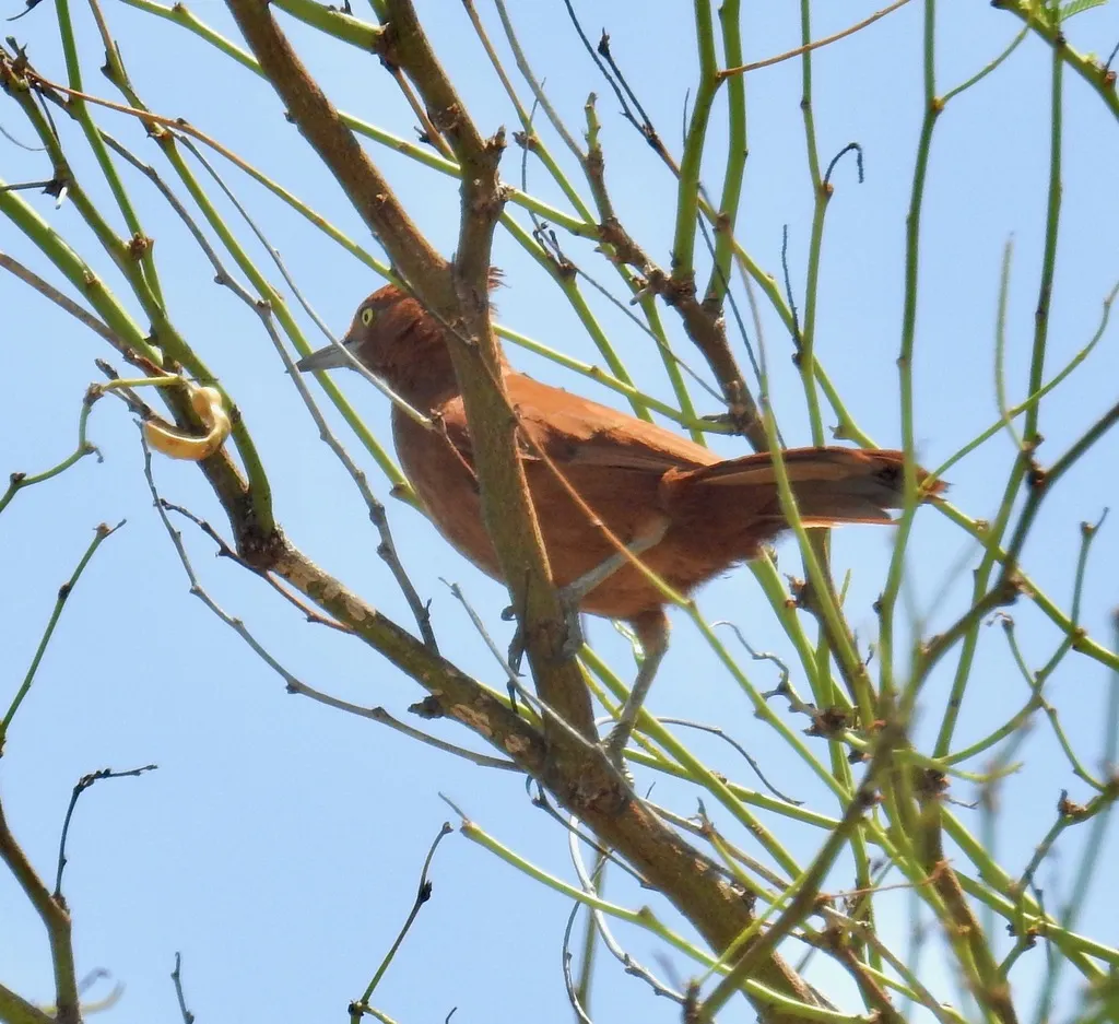 棕巨灶鸫(Pseudoseisura cristata)