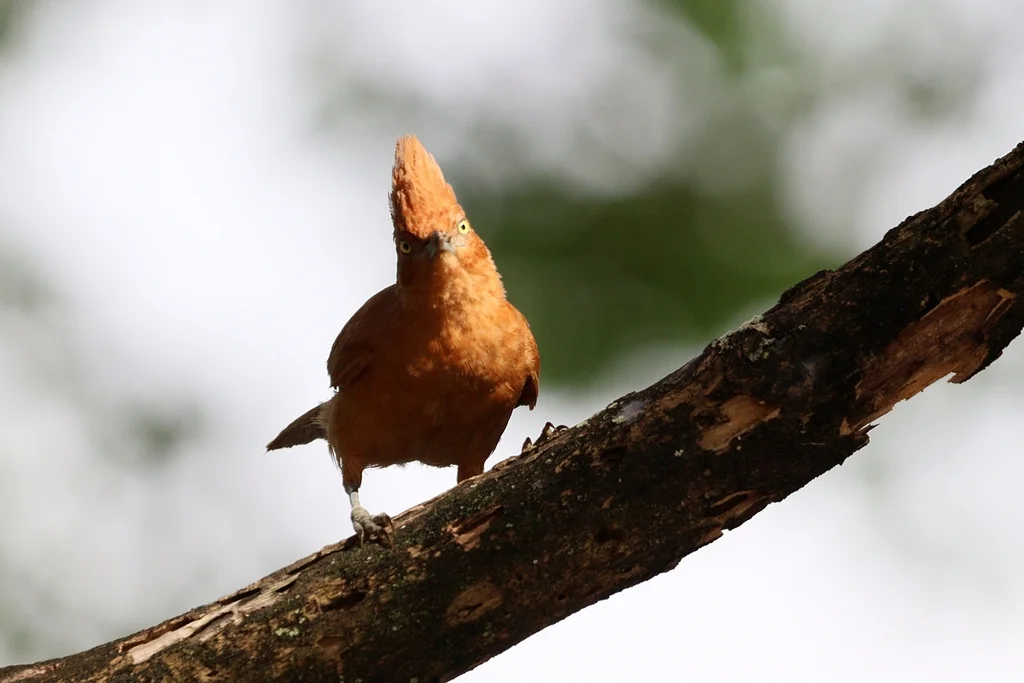 棕巨灶鸫(Pseudoseisura cristata)