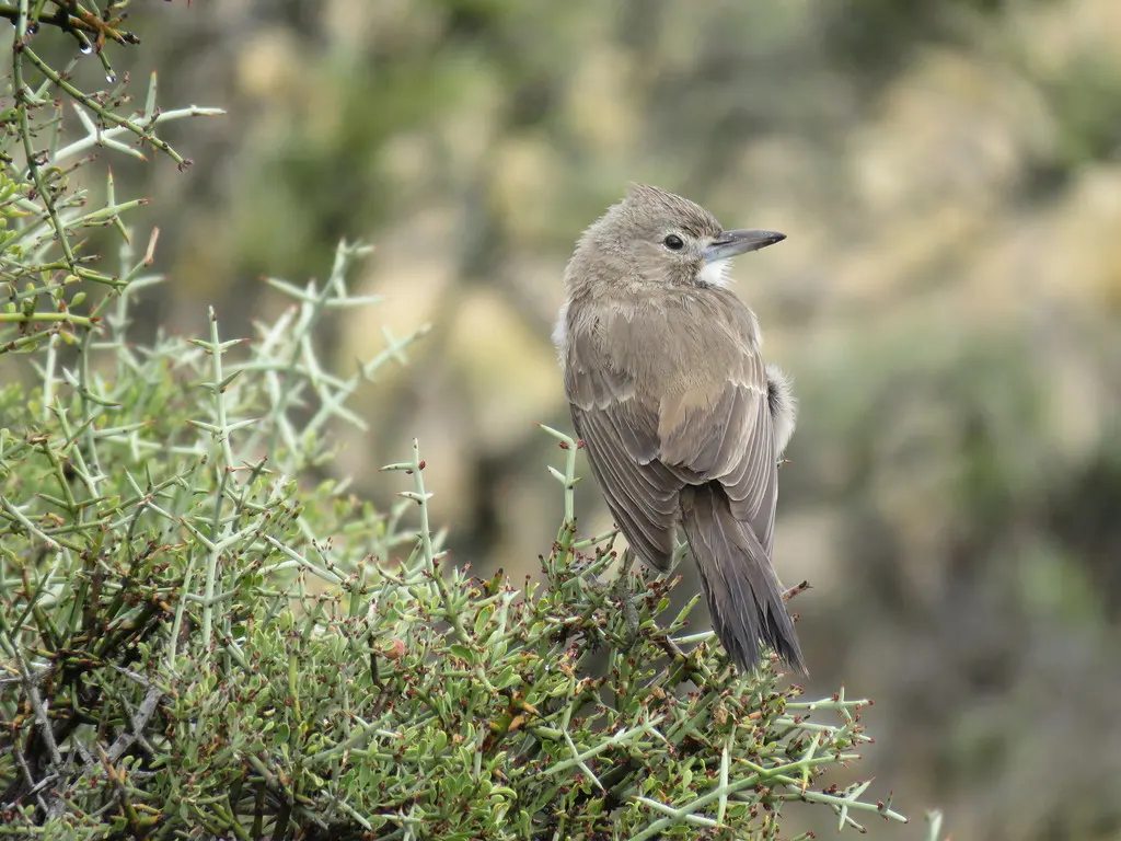 白喉巨灶鸫(Pseudoseisura gutturalis)