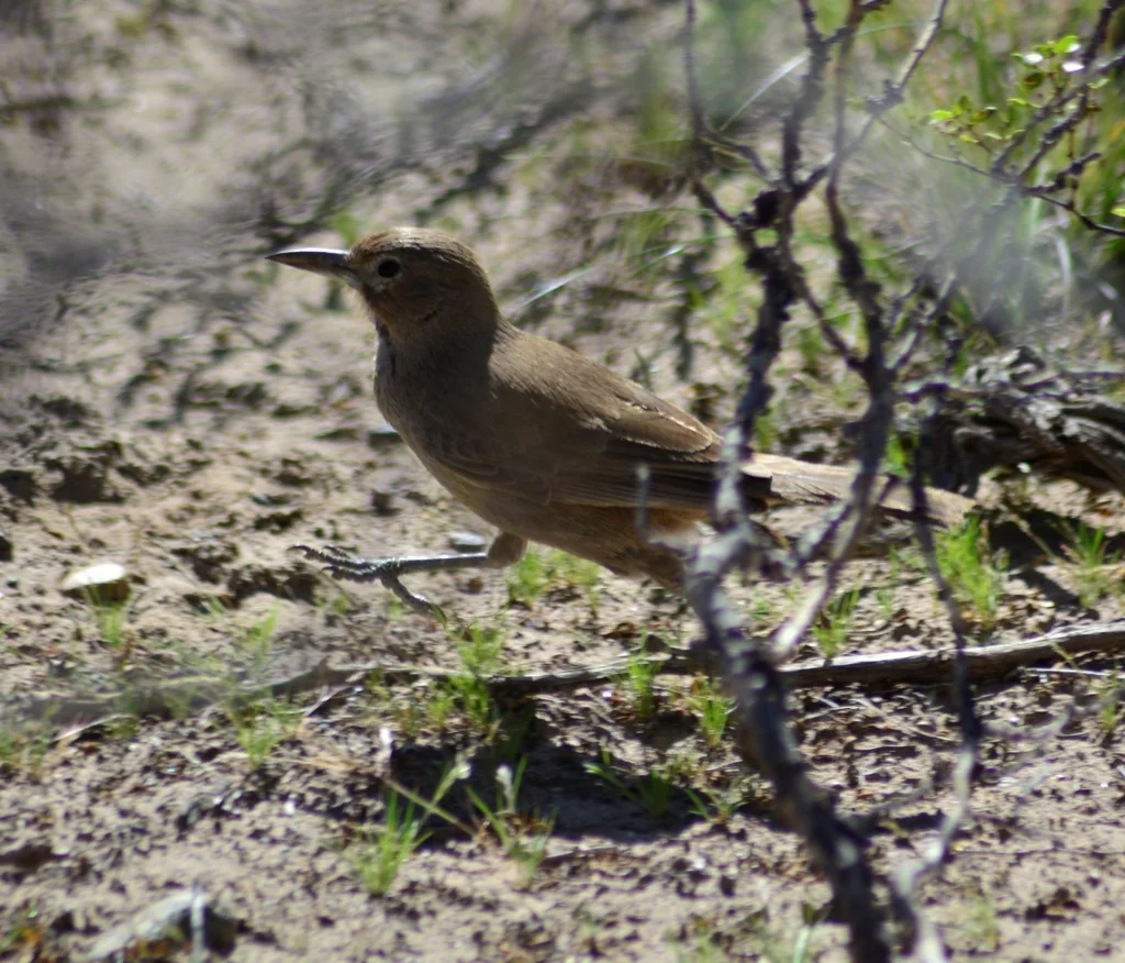 白喉巨灶鸫(Pseudoseisura gutturalis)