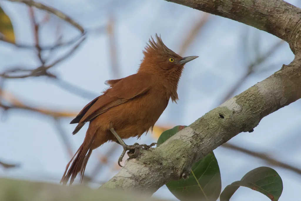 灰冠巨灶鸫(Pseudoseisura unirufa)