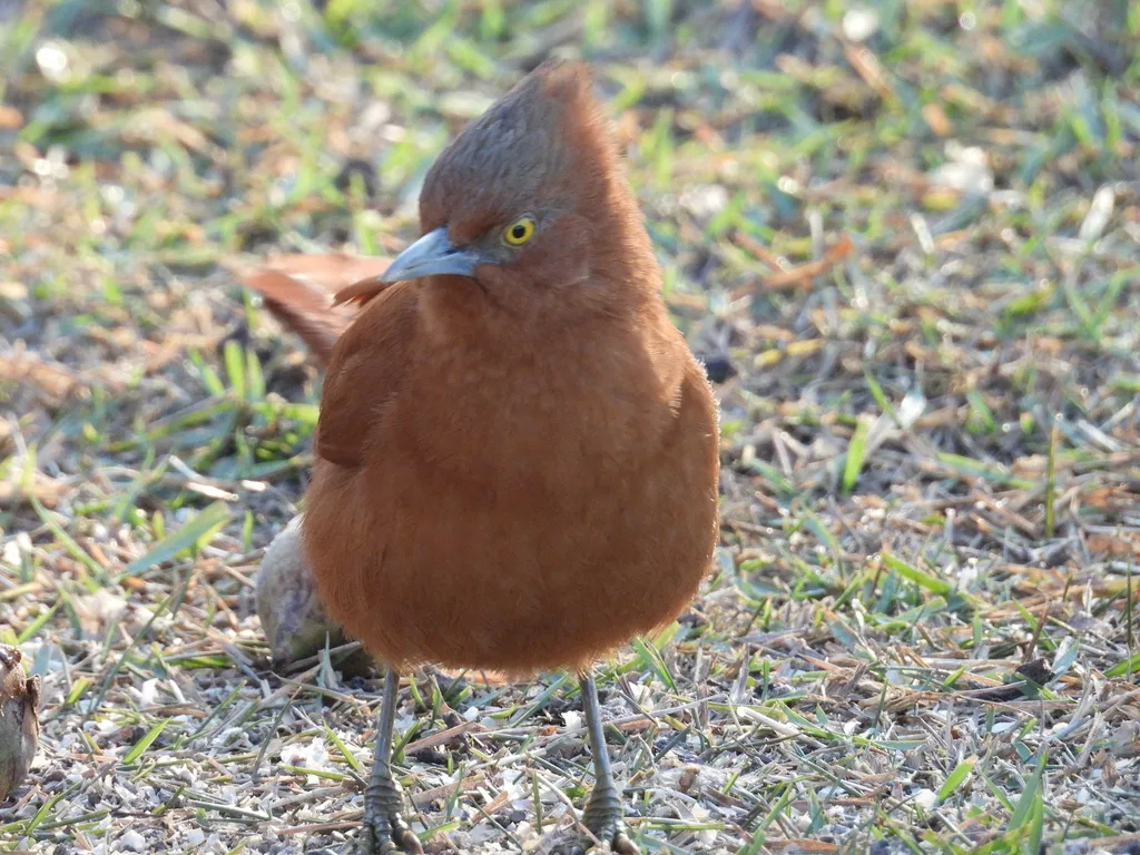 灰冠巨灶鸫(Pseudoseisura unirufa)
