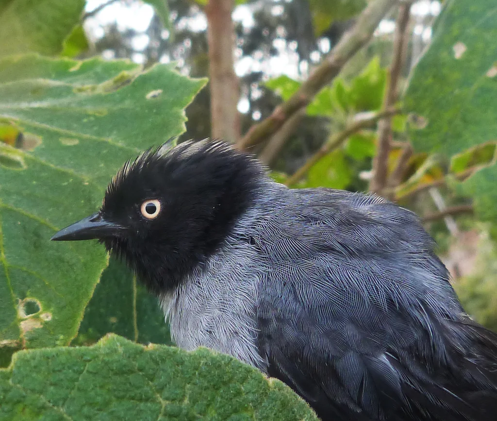 黑头拟雀(Pseudospingus verticalis)