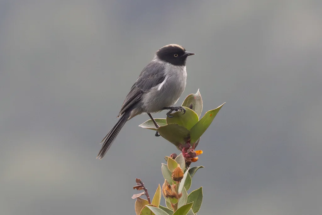 黑头拟雀(Pseudospingus verticalis)