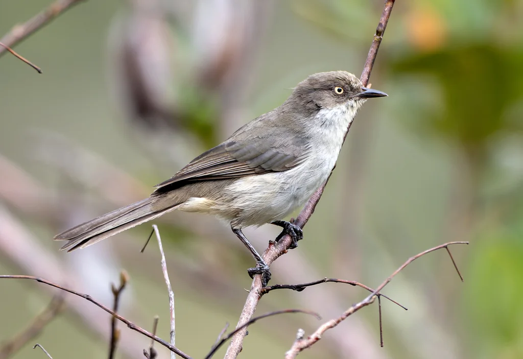 褐拟雀(Pseudospingus xanthophthalmus)