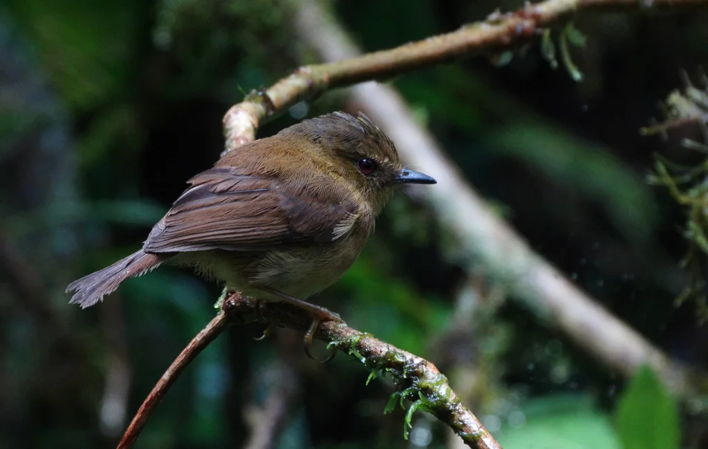 铜绿侏霸鹟(Pseudotriccus pelzelni)