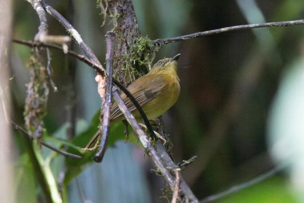 铜绿侏霸鹟(Pseudotriccus pelzelni)